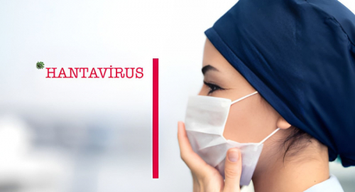 L'allarme globale per l'Hantavirus e la complessa rete dei contagi: 4 italiani in quarantena